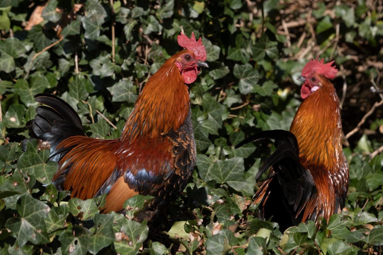 Meschermolen 2 Eijsden Dış mekan fotoğraf